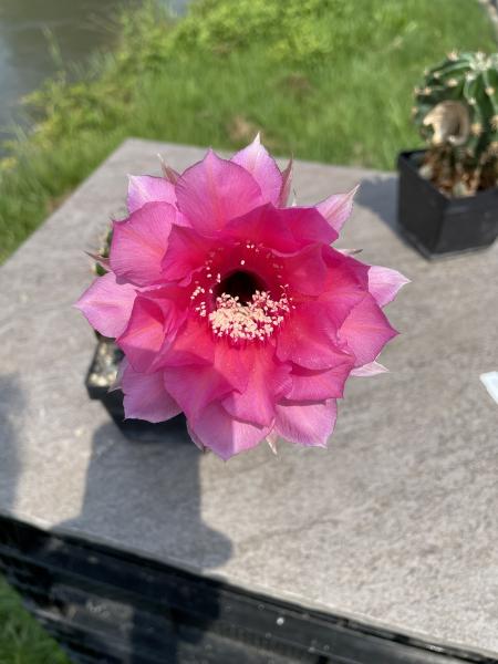 Echinopsis Hybr. magenta